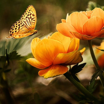 Fleur de Nashi