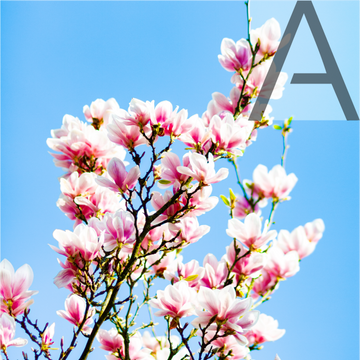 Magnolia 
