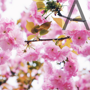 Oriental Blossom 