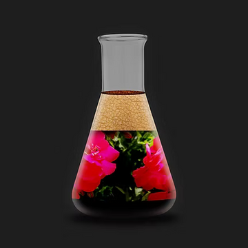 Leather Herb