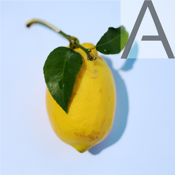 Zesty Champaca