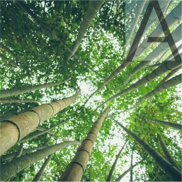 Bamboo 