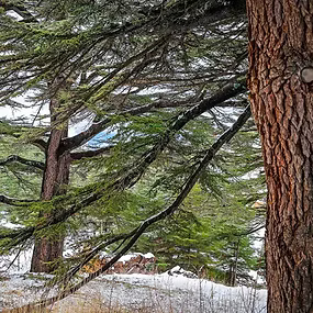 Cedarwood