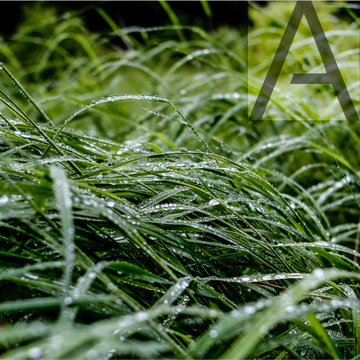 Petrichor 