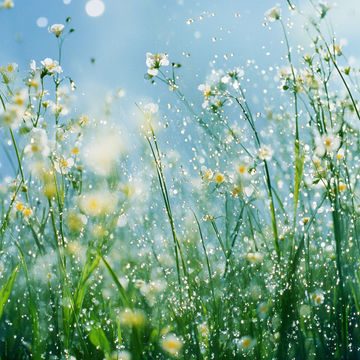 Instant Spring