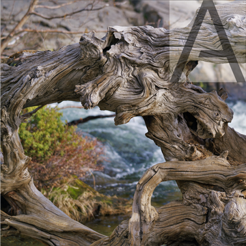 Precious Wood