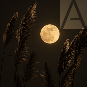 Moonshot 