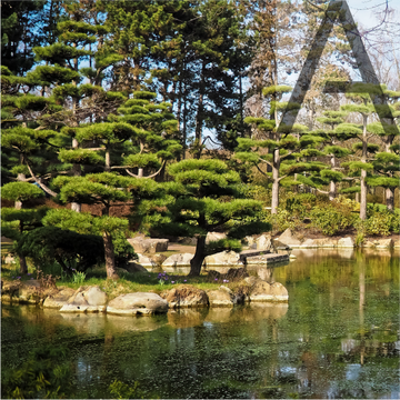 Cedar Mood