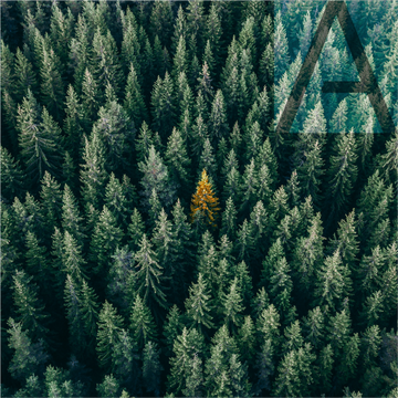 Silver Fir 