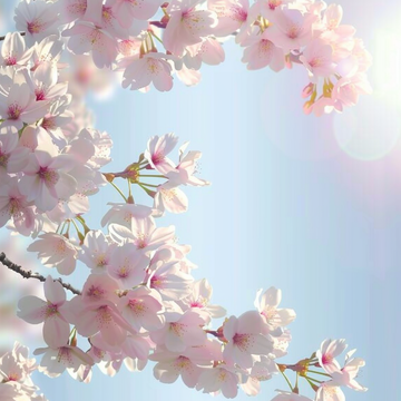 Cherry Blossom