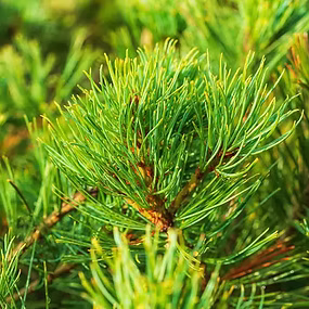 Swiss Stone Pine