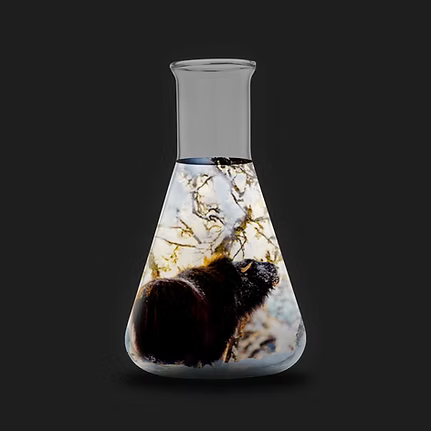 Musk